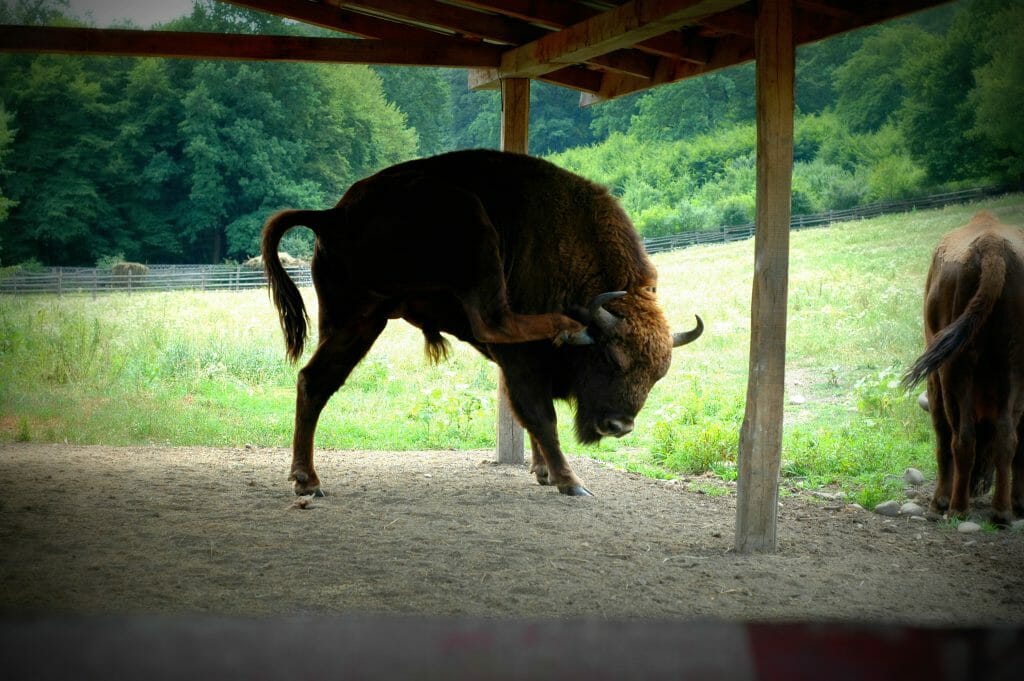 interesting facts about Romania - bison still lives here
